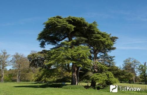 Как посадить зимой крупномеры сибирского кедра 06 Как посадить зимой крупномеры сибирского кедра 06