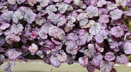 Крупнолистовые растения для сада. Добавление статьи в новую подборку 03