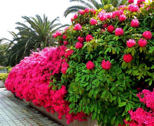 Растения с красивыми листьями для сада. Декоративные растения — лучшие и самые популярные растения для сада (115 фото)