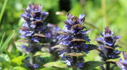 Крупнолистовые растения для сада. Добавление статьи в новую подборку 06