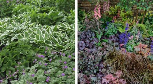 Крупнолистовые растения для сада. Добавление статьи в новую подборку 05