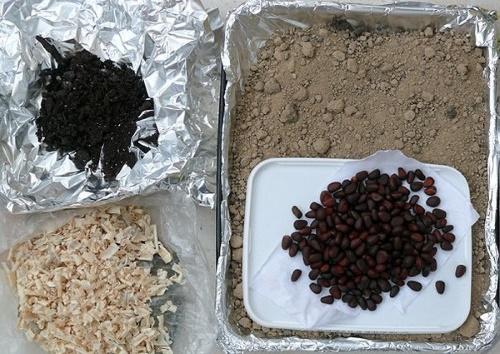 Как вырастить кедр в квартире. Кедр из орешка в домашних условиях —, как вырастить лес из шишки