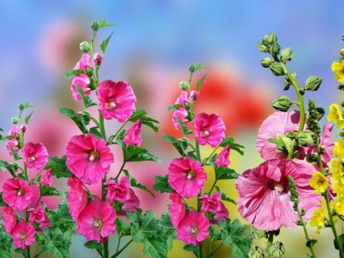 Высокорослые многолетники, цветущие все лето. Высокие многолетники, цветущие все лето