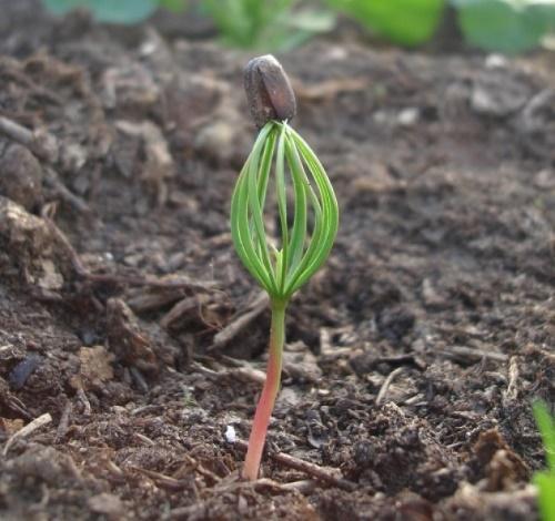 Как вырастить кедр в квартире. Кедр из орешка в домашних условиях —, как вырастить лес из шишки