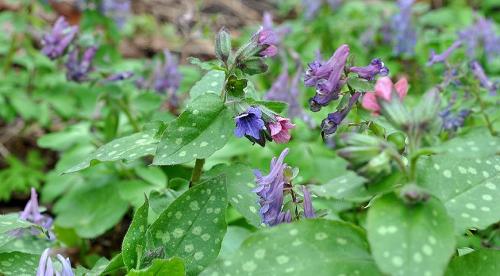 Крупнолистовые растения для сада. Добавление статьи в новую подборку 08
