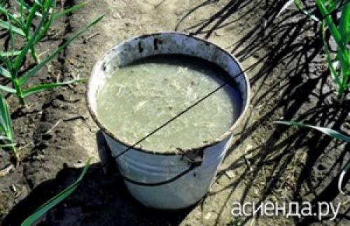 Почему куриный помет считается хорошим удобрением для огорода. Почему дачники выбирают куриный помёт