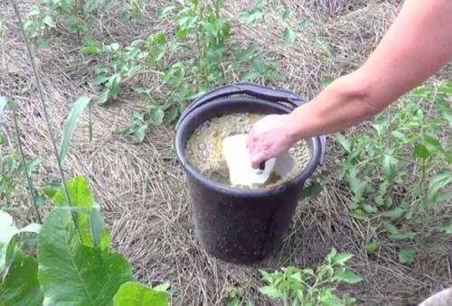 Как правильно развести куриный помет для подкормки: полезные советы для садоводов 01 Как правильно развести куриный помет для подкормки: полезные советы для садоводов 01
