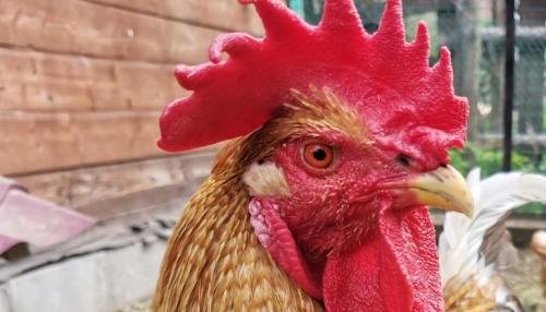 Гранулированный куриный помет: как превратить отходы в эффективное удобрение 01