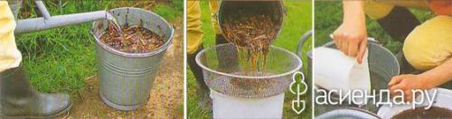 Что такое куриный перегной и как он образуется. Почему дачники выбирают куриный помёт