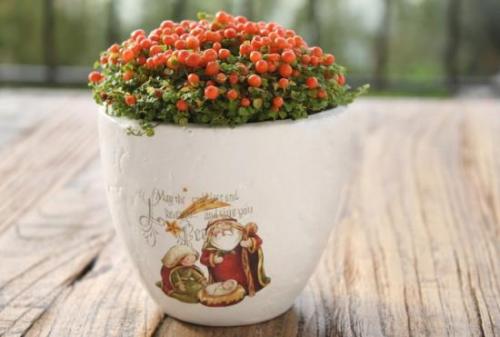 Низкорослые комнатные цветы. Маленькие растения в горшках