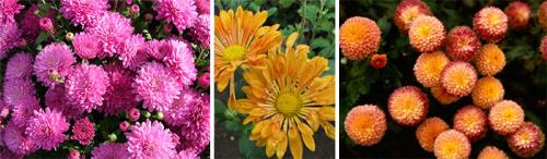 Шаровидная хризантема в горшке. Виды и сорта комнатных хризантем