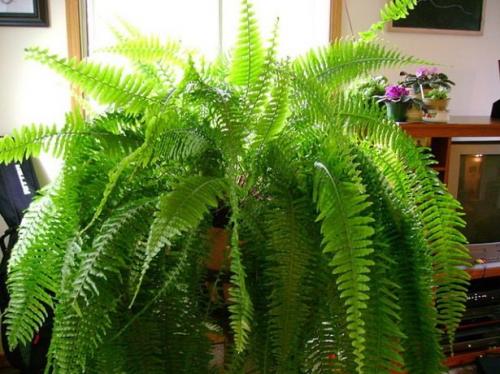 Стильные комнатные растения. 10 самых модных растений 2021 года