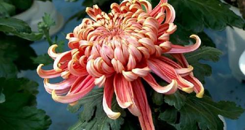 Хризантема комнатная виды. Комнатная хризантема в горшке: уход в домашних условиях, посадка и пересадка, особенности посезонного выращивания растения