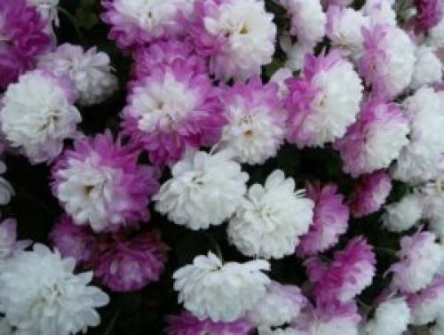 Как ухаживать за хризантемой в домашних условиях. Какой вид выбрать в магазине 02 Как ухаживать за хризантемой в домашних условиях. Какой вид выбрать в магазине 02