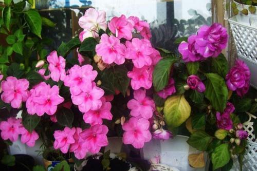 Формы комнатных растений. Самые неприхотливые комнатные цветы