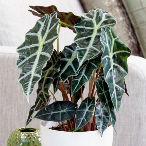 Стильные комнатные растения. 10 самых модных растений 2021 года