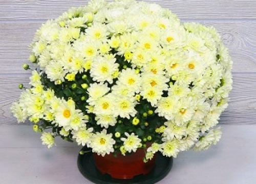 Хризантема комнатная виды. Комнатная хризантема в горшке: уход в домашних условиях, посадка и пересадка, особенности посезонного выращивания растения