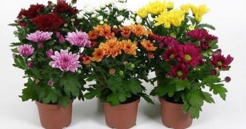 Хризантема комнатная виды. Комнатная хризантема в горшке: уход в домашних условиях, посадка и пересадка, особенности посезонного выращивания растения