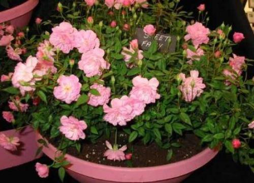 Низкорослые комнатные цветы. Маленькие растения в горшках