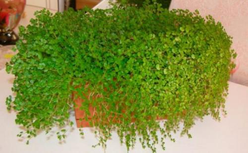 Низкорослые комнатные цветы. Маленькие растения в горшках