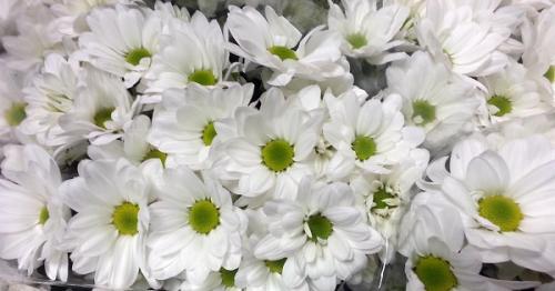 Хризантема комнатная виды. Комнатная хризантема в горшке: уход в домашних условиях, посадка и пересадка, особенности посезонного выращивания растения