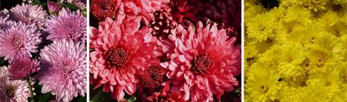 Шаровидная хризантема в горшке. Виды и сорта комнатных хризантем