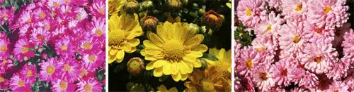 Шаровидная хризантема в горшке. Виды и сорта комнатных хризантем