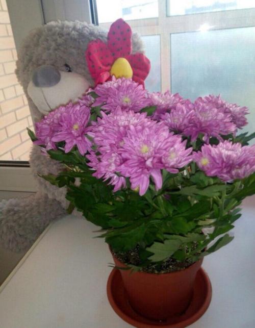 Хризантемы в горшке сколько живут. Свет, прохлада и обязательный период покоя — все о том, как ухаживать за хризантемой в горшке