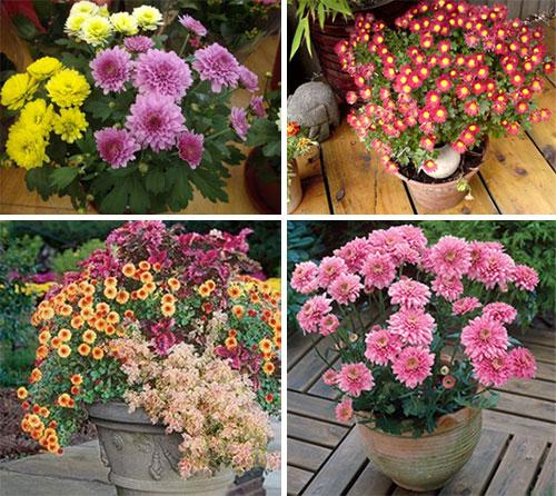 Шаровидная хризантема в горшке. Виды и сорта комнатных хризантем