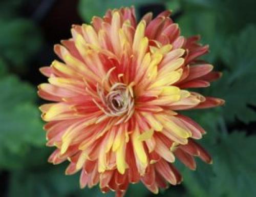 Как ухаживать за хризантемой в домашних условиях. Какой вид выбрать в магазине 01 Как ухаживать за хризантемой в домашних условиях. Какой вид выбрать в магазине 01