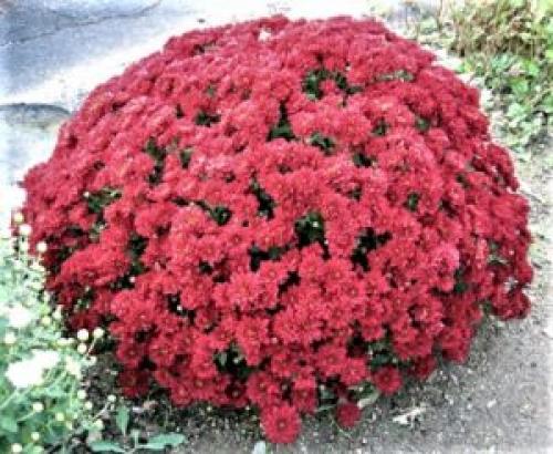 Как ухаживать за хризантемой в домашних условиях. Какой вид выбрать в магазине 03 Как ухаживать за хризантемой в домашних условиях. Какой вид выбрать в магазине 03