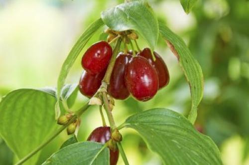 Вишня кизиловая. Cornelian Cherry Cultivation – How To Grow Cornelian Cherry Trees
