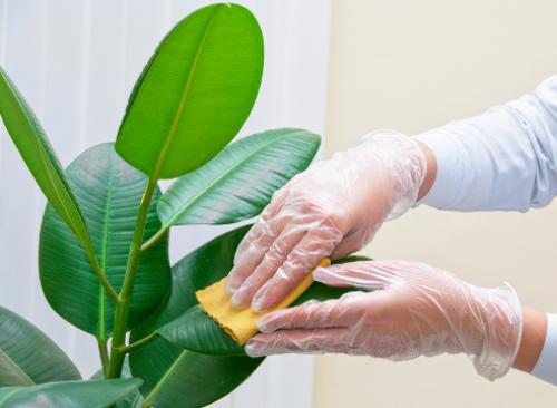 Чем подкормить комнатные растения в сентябре. Комнатные растения: сезонные работы в сентябре