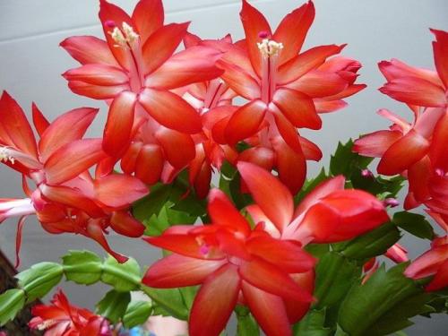 Чем подкормить декабрист в ноябре. Ноябрь — пора подкармливать декабрист. 5 лучших средств для пышного цветения