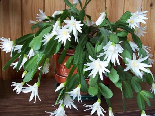 Чем подкормить декабрист в ноябре. Ноябрь — пора подкармливать декабрист. 5 лучших средств для пышного цветения