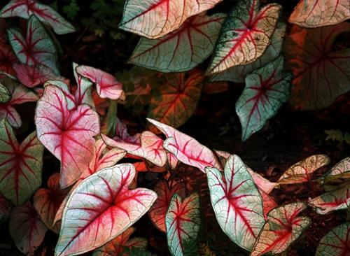 Чем подкормить комнатные растения в сентябре. Комнатные растения: сезонные работы в сентябре