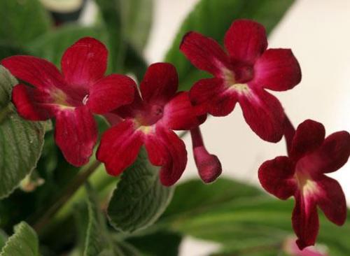 Чем подкормить комнатные растения в сентябре. Комнатные растения: сезонные работы в сентябре