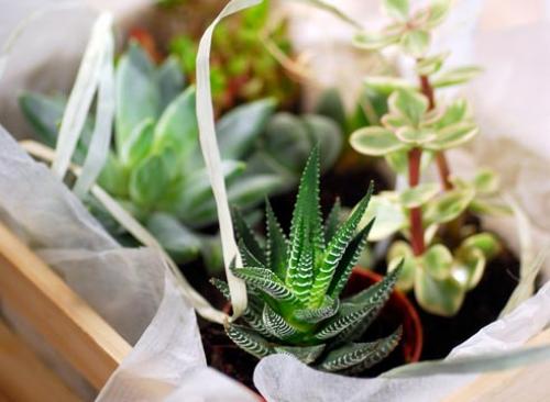 Чем подкормить комнатные растения в сентябре. Комнатные растения: сезонные работы в сентябре