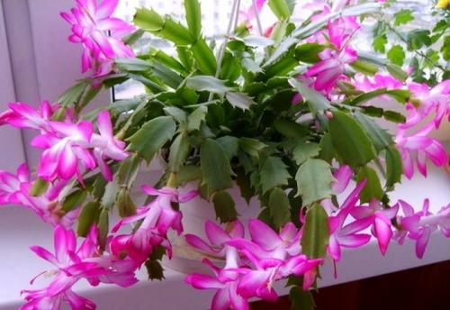 Чем подкормить декабрист в ноябре. Ноябрь — пора подкармливать декабрист. 5 лучших средств для пышного цветения