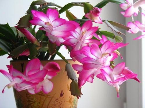 Чем подкормить декабрист в ноябре. Ноябрь — пора подкармливать декабрист. 5 лучших средств для пышного цветения