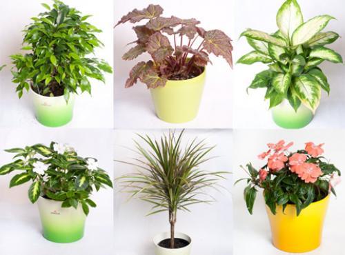 Чем удобрить цветы осенью. Осенняя подкормка цветов 02