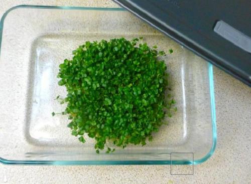 Как вырастить питомца чиа. Часть 1 из 2: Начиная с вашего питомца чиа 01