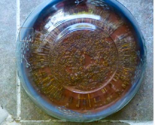 Как вырастить питомца чиа. Часть 1 из 2: Начиная с вашего питомца чиа 06