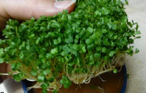 Как вырастить питомца чиа. Часть 1 из 2: Начиная с вашего питомца чиа 08