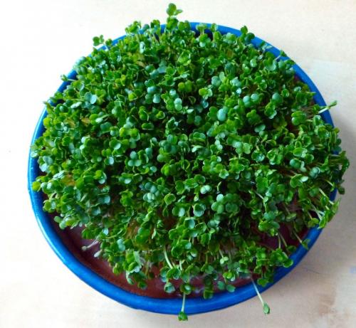 Как вырастить питомца чиа. Часть 1 из 2: Начиная с вашего питомца чиа 09