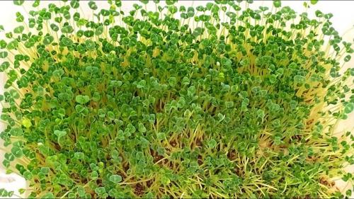 Как вырастить чиа на микрозелень. Проращивание семян Чиа в домашних условиях