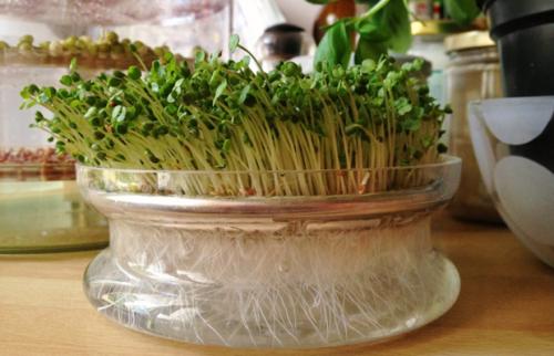 Как вырастить питомца чиа. Часть 1 из 2: Начиная с вашего питомца чиа 11