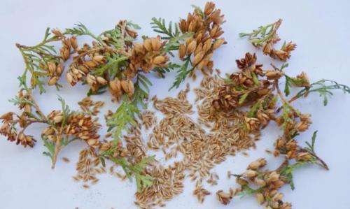 Размножение туи семенами в домашних условиях. Как вырастить тую из семечки