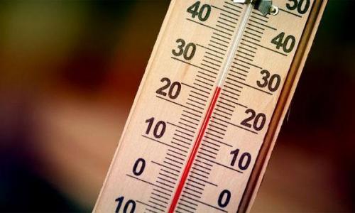 Как вырастить тую в домашних условиях. Уход за комнатной туей