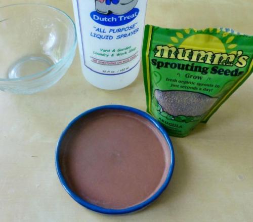 Чиа растение выращивание дома. Проращивание семян Чиа в домашних условиях 08